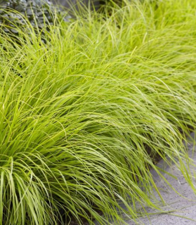 Pennisetum alopecuroides 'Lumen Gold'